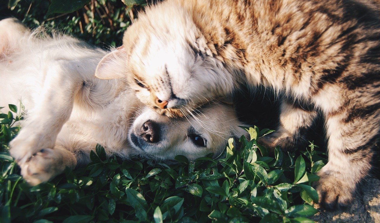 CBD Dosing Cats Small Dogs