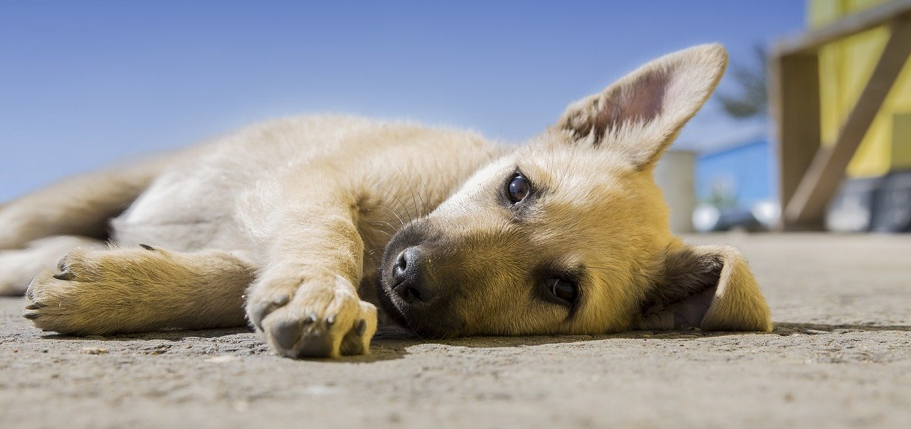 Peak Therapeutics hemp-derived CBD wellness product for pets and people