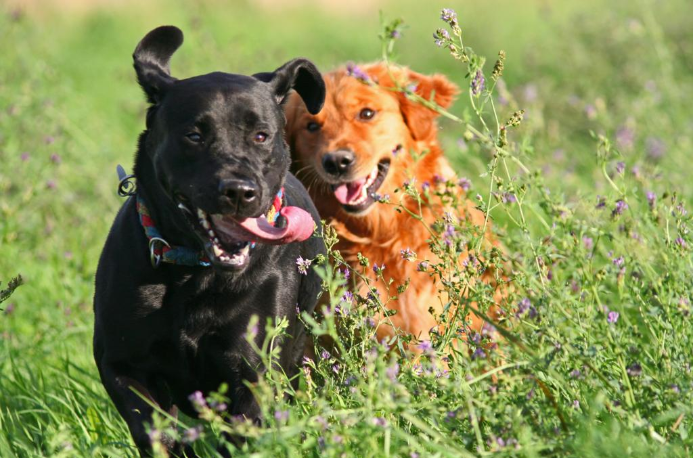 Pet CBD for Dogs