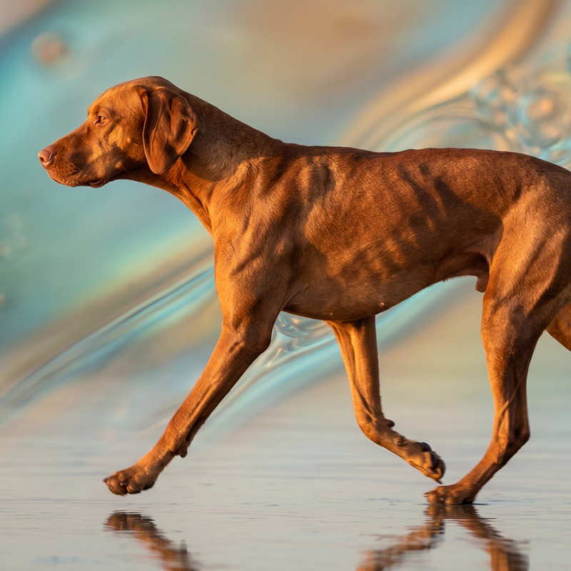 Athletic Vizsla dog mid-stride showing healthy joint mobility, illustrating the benefits of hyaluronic acid for dogs