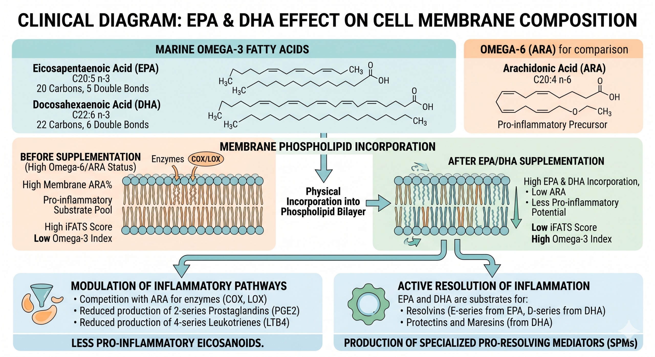 Diagram showing how EPA and DHA from Omega-3 fatty acids for dogs incorporate into cell membranes