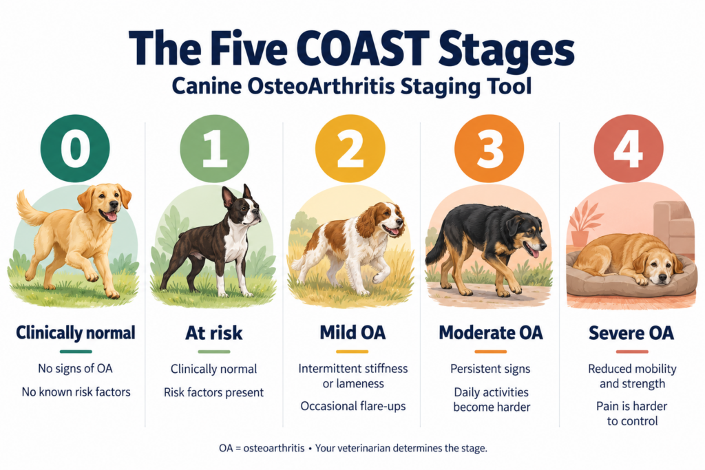 Infographic of the five COAST stages of arthritis in dogs, from Stage 0 clinically normal to Stage 4 severe osteoarthritis